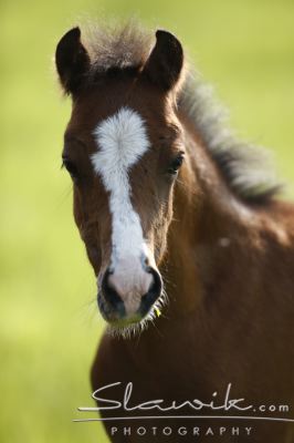 WelshB_Pony_50879.JPG